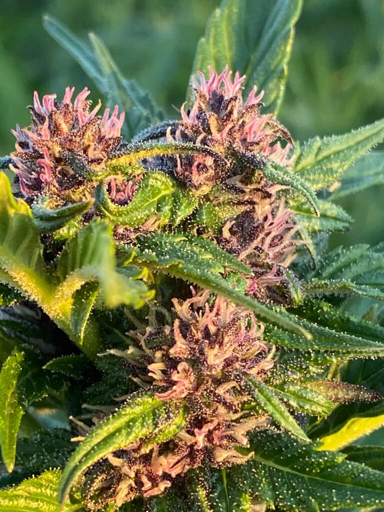 Flowering cannabis plant in field
