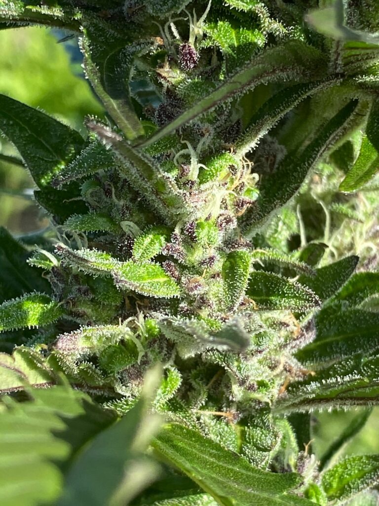Flowering cannabis plant in field