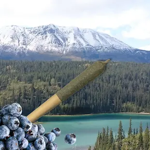 Blueberry Infused Pre-roll Product Thumbnail