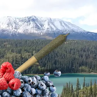 Yukon Harvest Blood Orange Infused Pre-roll Product Thumb